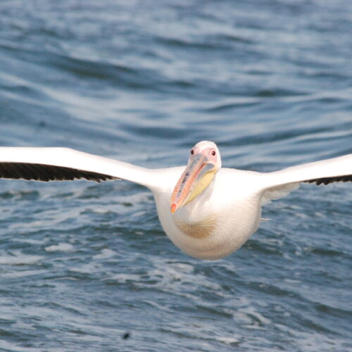 Eastern White Pelican