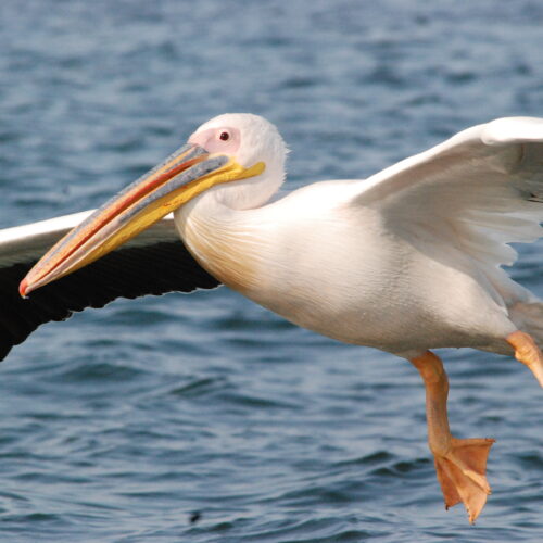 Eastern White Pelican