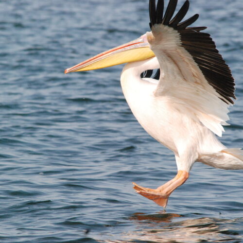 Eastern White Pelican