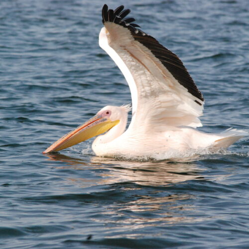 Eastern White Pelican