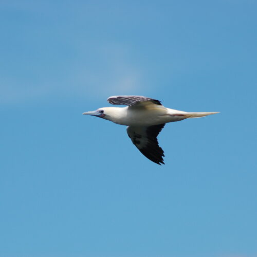 Red footed Booby