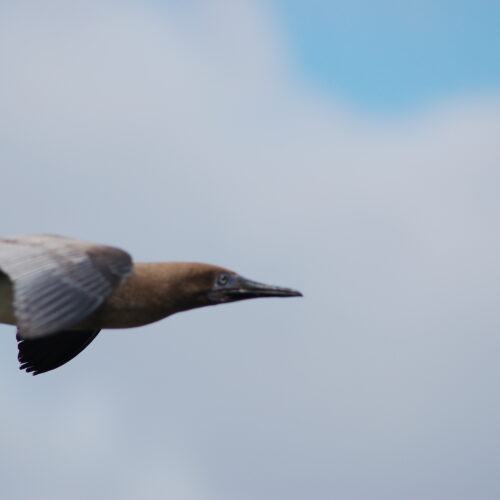 Red footed Booby