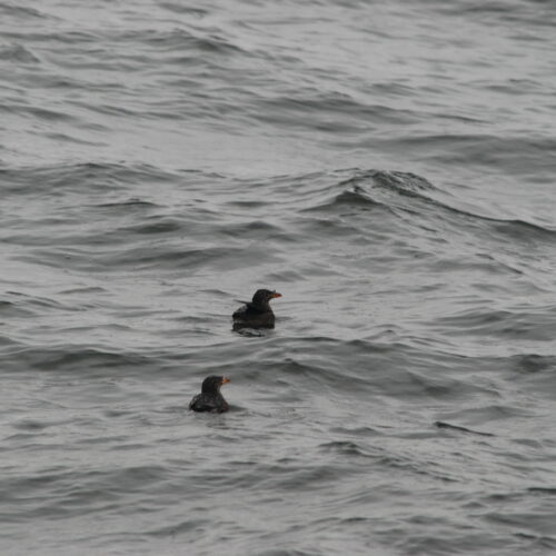 Rhinoceros Auklet