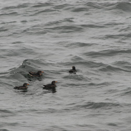 Rhinoceros Auklet