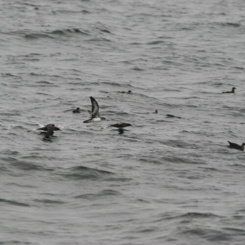 Pink footed Shearwater