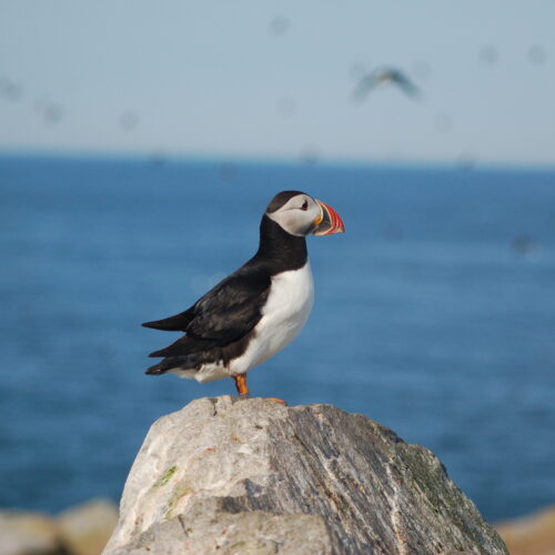 Atlantic Puffin