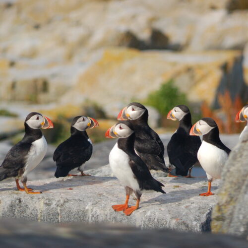 Atlantic Puffin