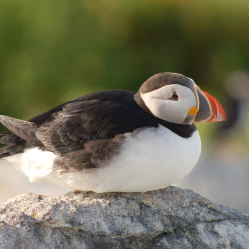 Atlantic Puffin