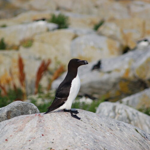 Razorbill