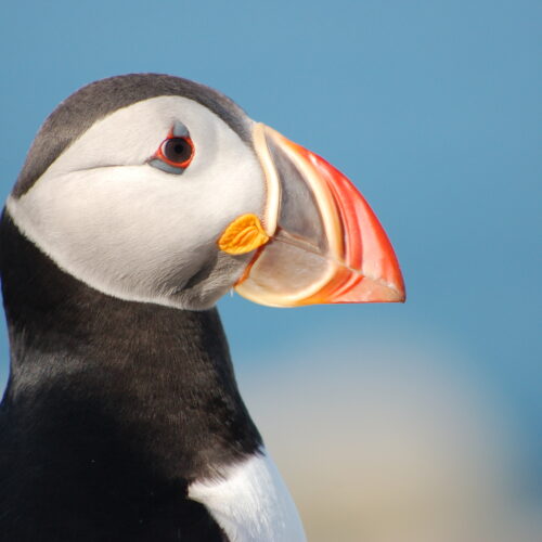 Atlantic Puffin