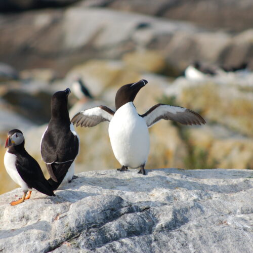 Razorbill