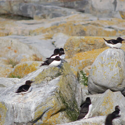 Razorbill