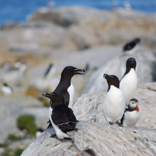 Razorbill