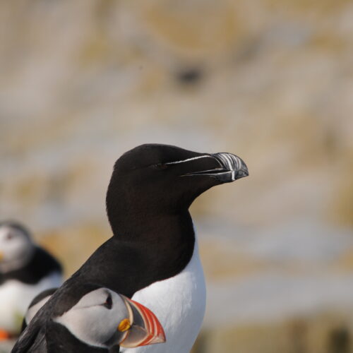 Razorbill