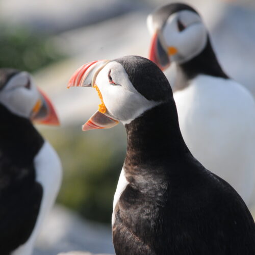 Atlantic Puffin