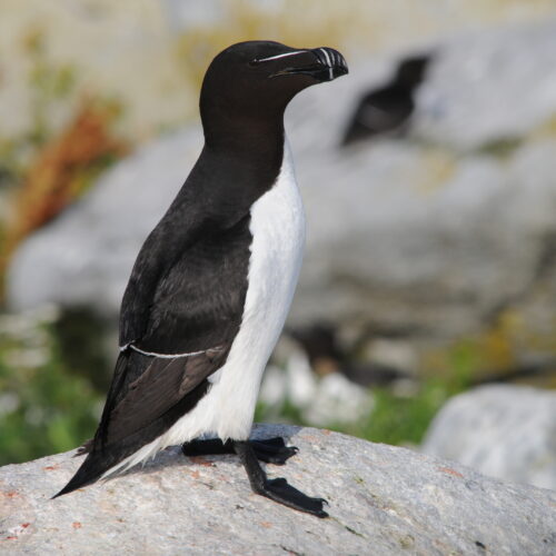 Razorbill