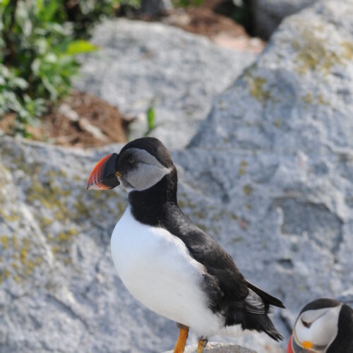 Atlantic Puffin