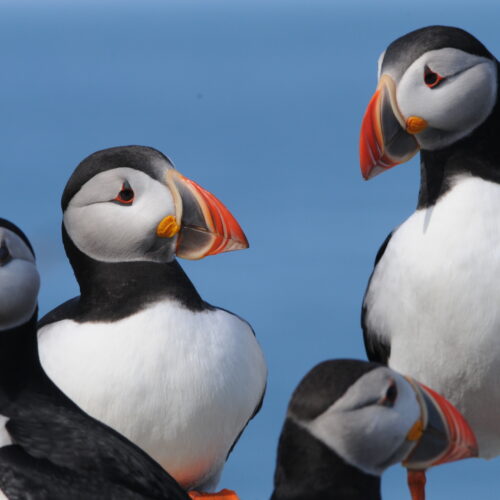 Atlantic Puffin