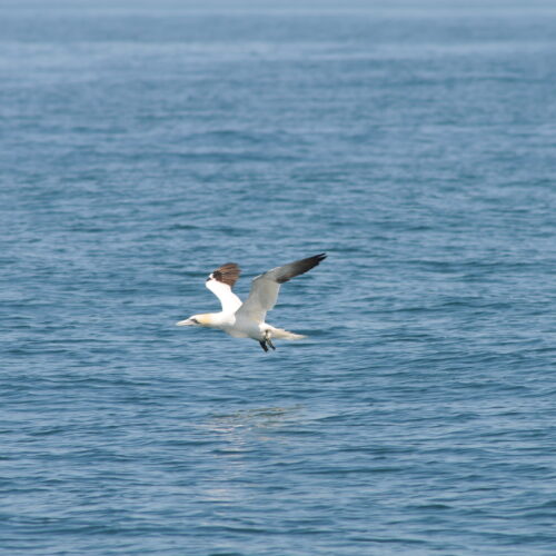 Northern Gannet