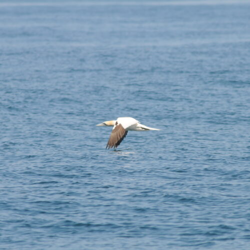 Northern Gannet