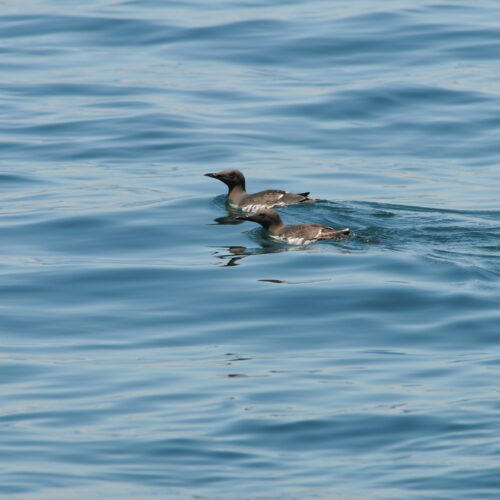 Brunnich's Guillemot