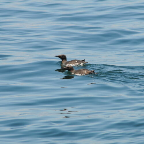 Brunnich's Guillemot