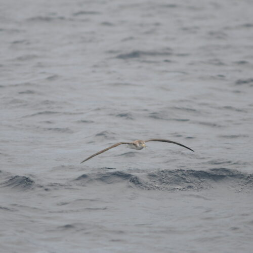 Cory's Shearwater