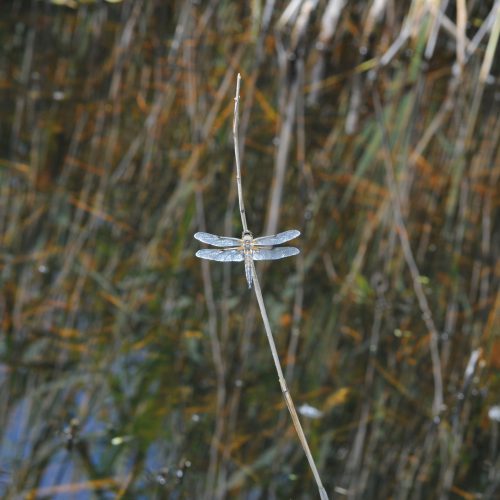 Libellula quadrimaculata Viervlek