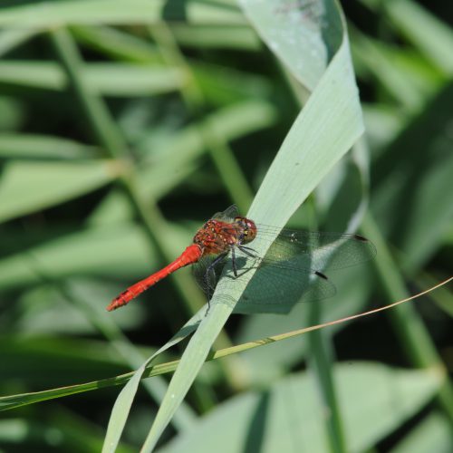 Sympetrum sanguineum Bloedrode Heidelibel