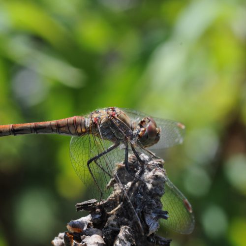 Sympetrum striolatum Bruinrode Heidelibel