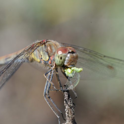 Sympetrum striolatum Bruinrode Heidelibel