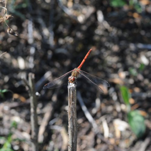 Sympetrum striolatum Bruinrode Heidelibel