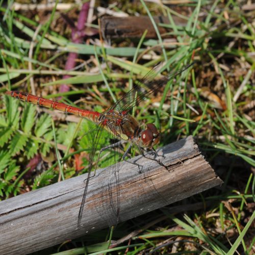 Sympetrum striolatum Bruinrode Heidelibel