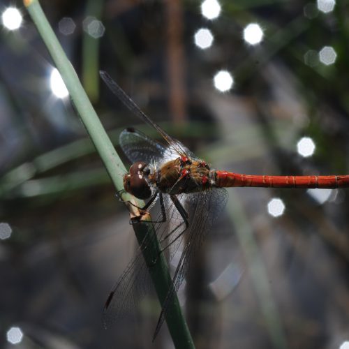 Sympetrum striolatum Bruinrode Heidelibel