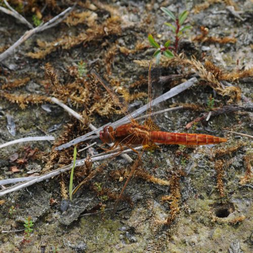 Sympetrum meridionale Zuidelijke Heidelibel