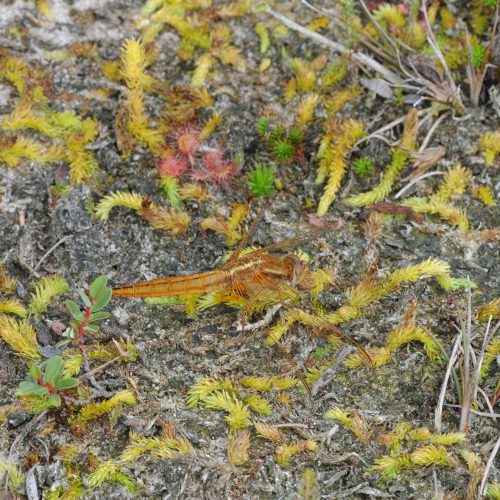 Sympetrum meridionale Zuidelijke Heidelibel