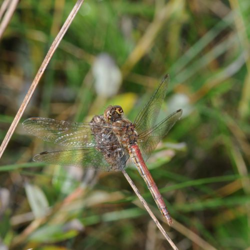 Sympetrum vulgatum Steenrode Heidelibel