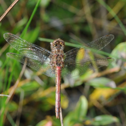 Sympetrum vulgatum Steenrode Heidelibel