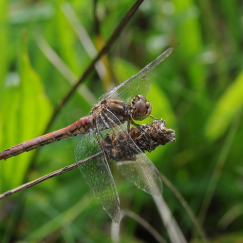 Sympetrum vulgatum Steenrode Heidelibel