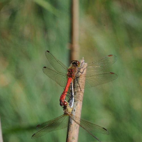 Sympetrum depressiussculum Kempense Heidelibel