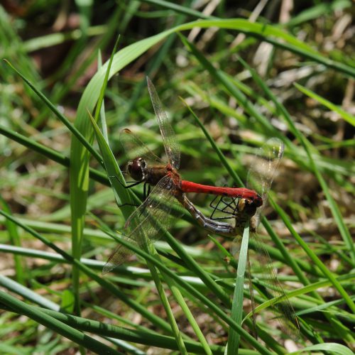 Sympetrum depressiussculum Kempense Heidelibel