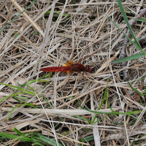 Sympetrum flaveolum Geelvlek Heidelibel