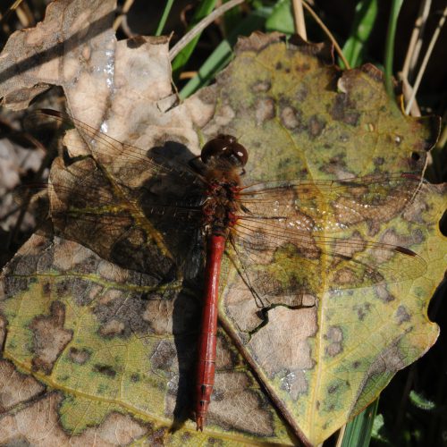 Sympetrum meridionale Zuidelijke Heidelibel