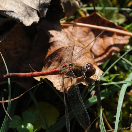 Sympetrum meridionale Zuidelijke Heidelibel