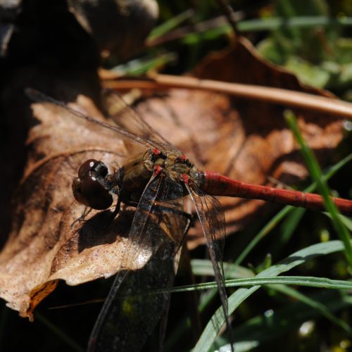 Sympetrum meridionale Zuidelijke Heidelibel