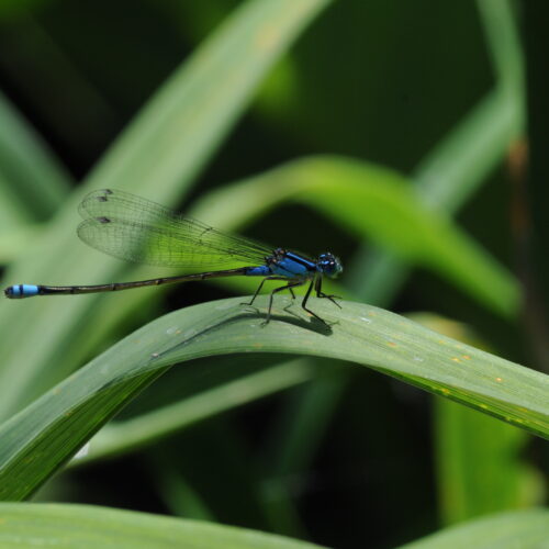 Brisbane Botanic Gardens Qld