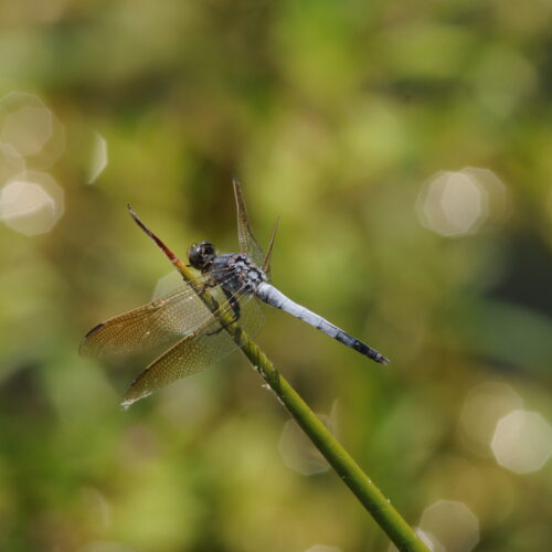 Brisbane Botanic Gardens Qld