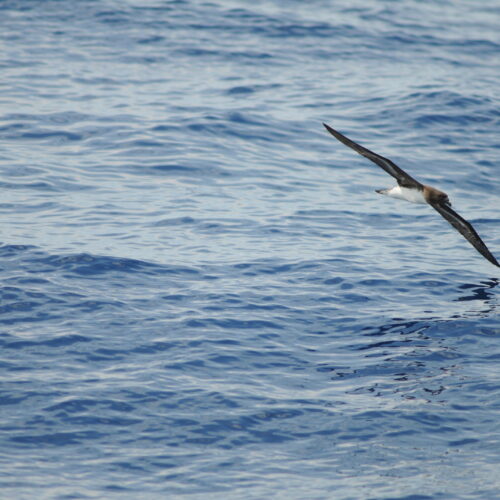 Tahiti Petrel