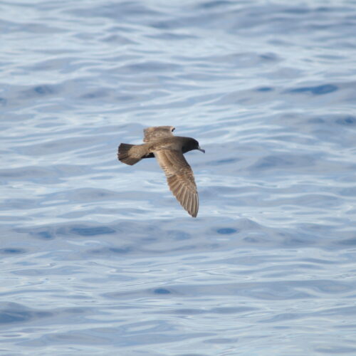 Black Petrel