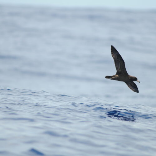 Black Petrel